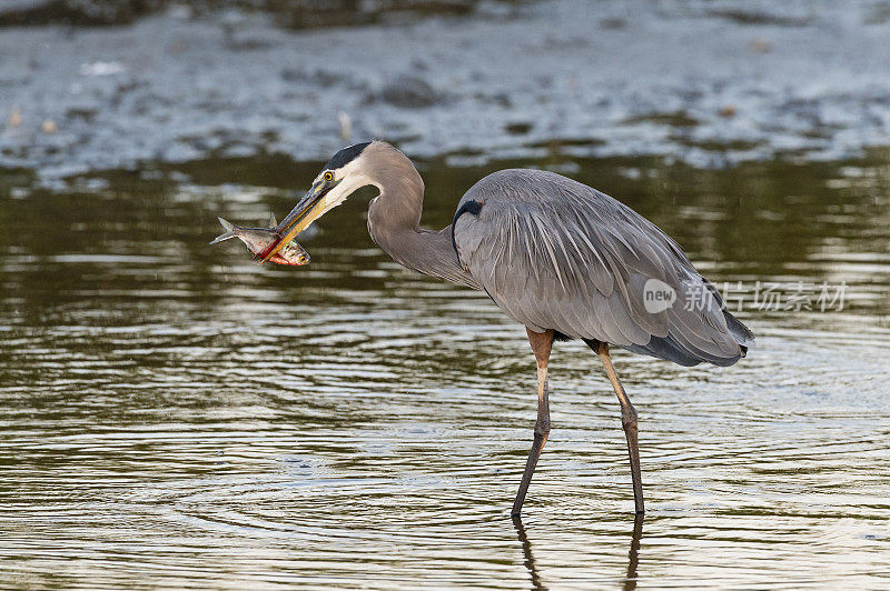 大蓝鹭吃鱼，Ardea herodias